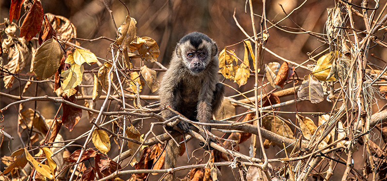 Pantanal: mono entre ramas quemadas 