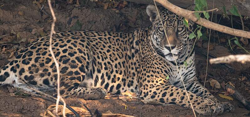 Pantanal: onça em área devastada 