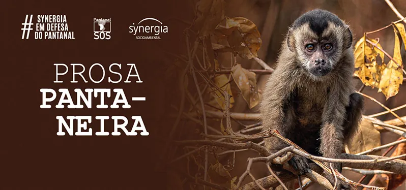 Prosa Pantaneira: mono en bosque quemado.