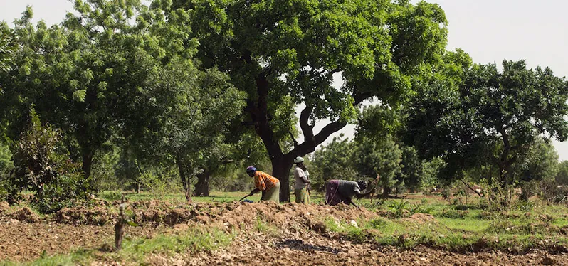 Dia Mundial do Meio Ambiente: mulheres cultivam terra