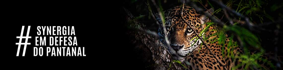 Synergy for the Pantanal: Jaguar