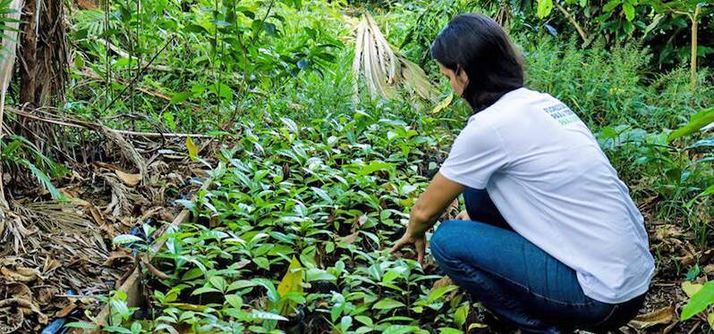 Bioeconomía y el futuro de la Amazonia: investigadora en el bosque