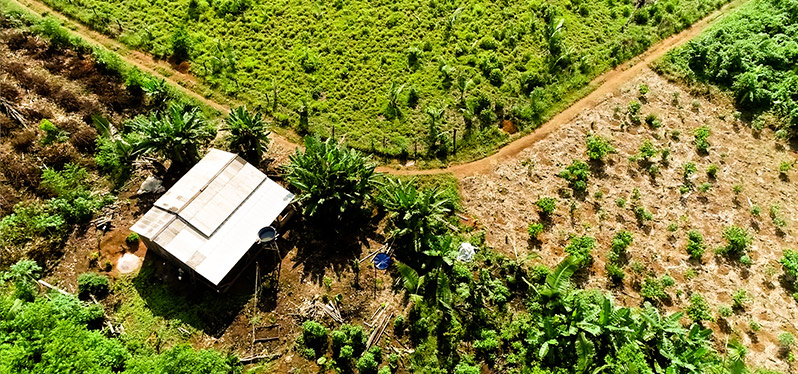 Bioeconomy and the future of the Amazon: house in territory