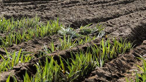 Produção agrícola em crescimento após reassentamento 