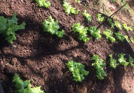 Lettuce plantation using water resources