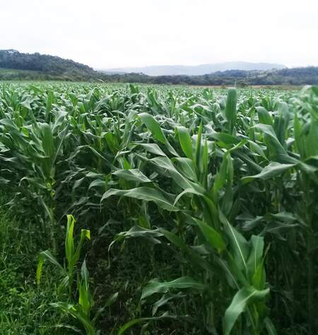 Optimized plantation for good use of water resources