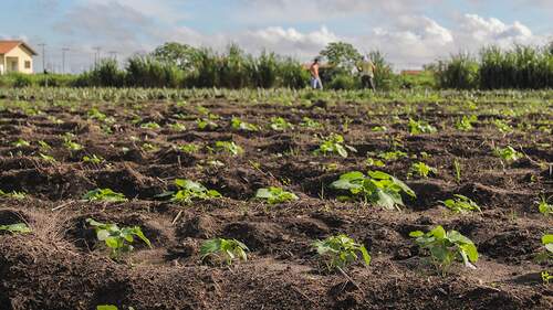 Produção agrícola em reassentamento 