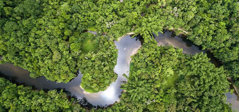 Proteção das florestas: imagem aérea de mata 