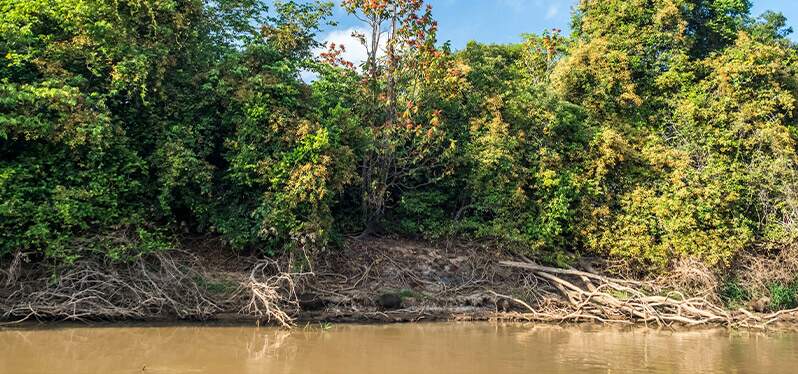 Protection: mangroves in the fight against climate change