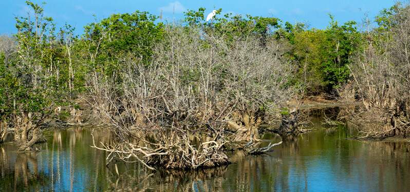 Protection: mangroves in the environmental balance