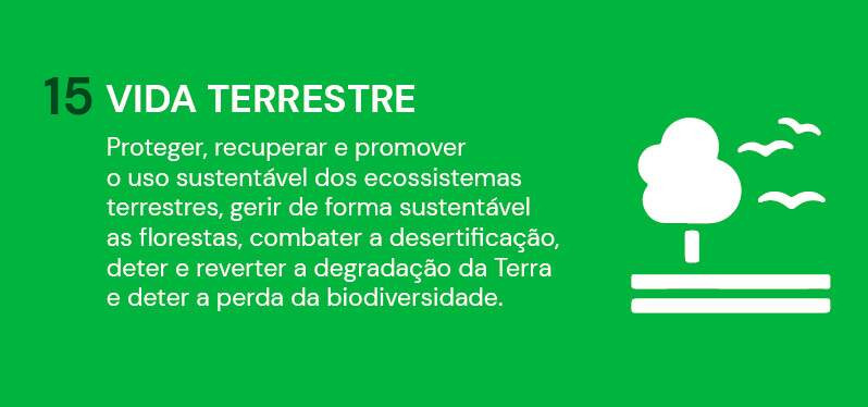 Protección de los bosques: ODS de la ONU para la vida terrestre