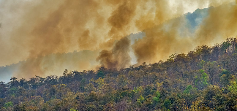 Queimadas: Amazônia emite mais carbono do que absorve