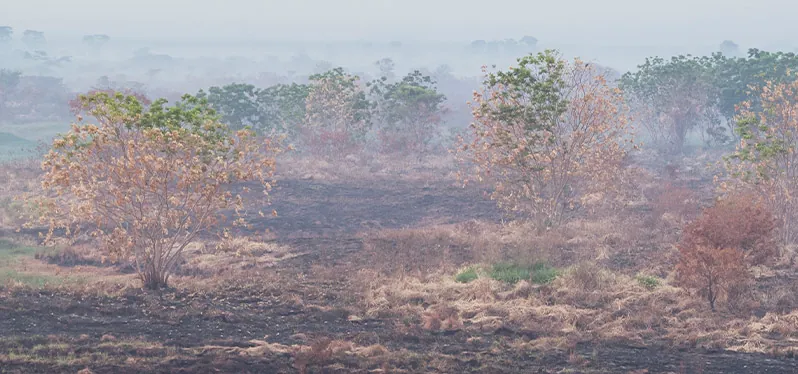 Queimadas na Amazônia ajudaram crise hídrica