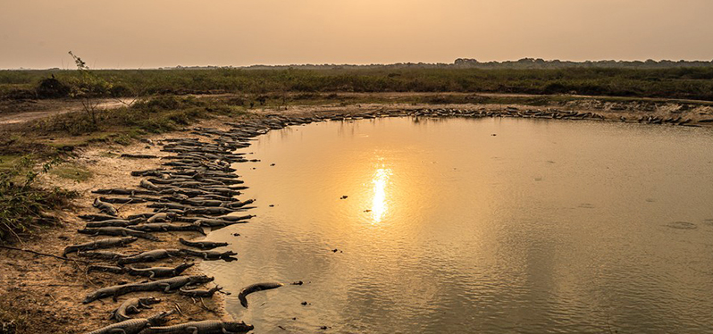 Animais disputam áreas com água em meio às secas no Pantanal.