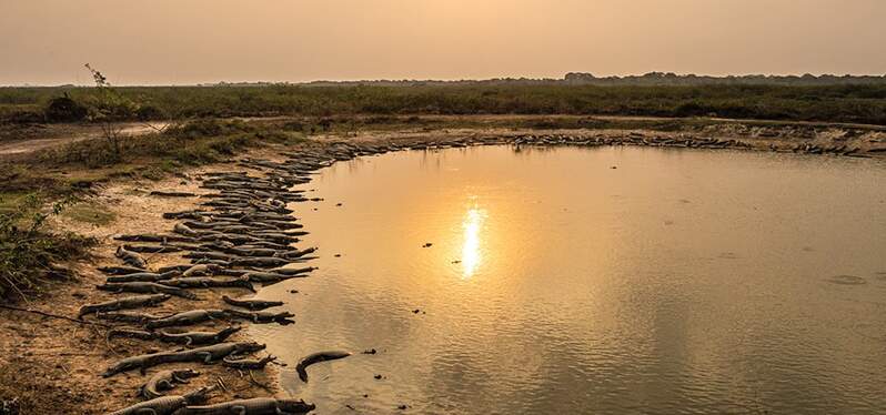 Animals dispute areas with water in the midst of droughts in the Pantanal.