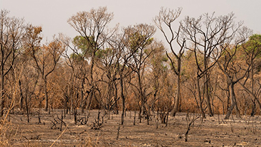 Secas no Pantanal: entenda os riscos para o futuro do bioma e a influência das mudanças climáticas