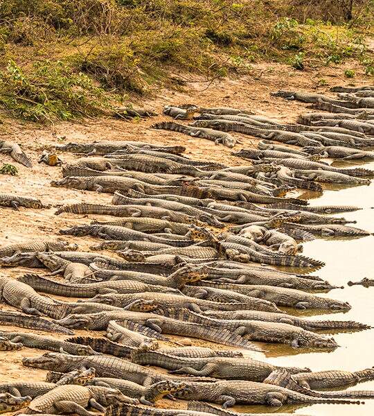 Secas no Pantanal: entenda os riscos para o futuro do bioma e a influência das mudanças climáticas