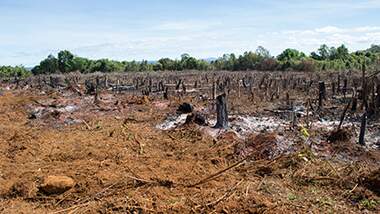 INPE data blackout threat and the new Cerrado Deforestation Alert System, announced by MapBiomas