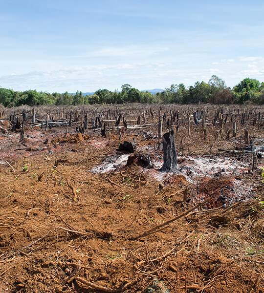 INPE data blackout threat and the new Cerrado Deforestation Alert System, announced by MapBiomas