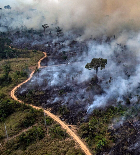 Synergia is highlighted with a report that points out fire outbreaks in Conservation Units and Indigenous Territories in the Legal Amazon