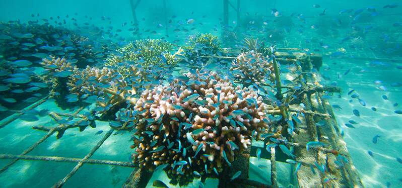 loss of biodiversity - trash in the ocean Photo-Adobe-Stock