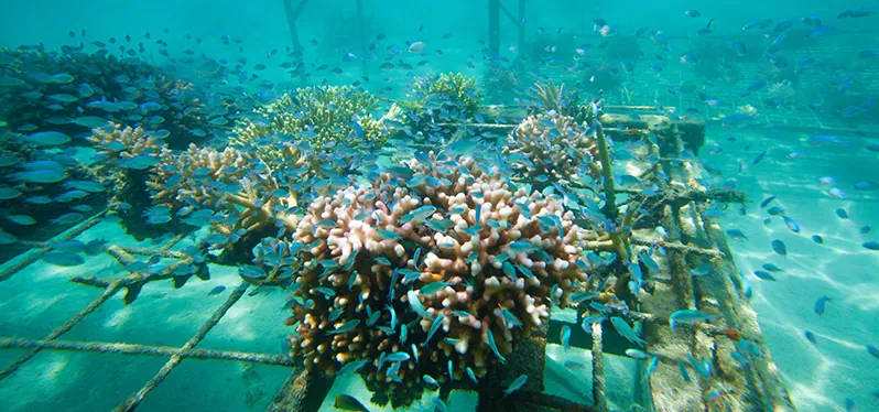 pérdida de biodiversidad - basura en el océano Photo-Adobe-Stock