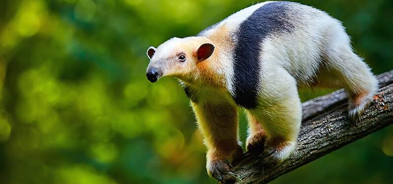 pérdida de biodiversidad - oso hormiguero en el bosque Photo-Adobe-Stock