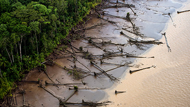 Risco de desaparecimento dos manguezais afeta meio ambiente e, principalmente, as comunidades ribeirinhas