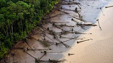 Risk of disappearance of mangroves affects the environment and, mainly, riverside communities