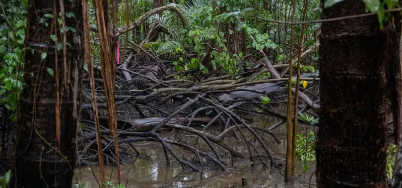Manglares de agua dulce en el Amazonas. Foto: Corey Robinson
