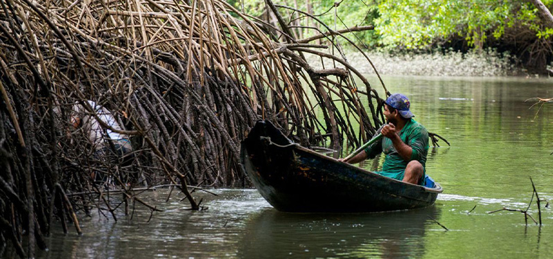 Homem navega em manguezal. Foto: Fernando Sette
