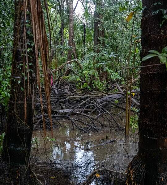 Risco de desaparecimento dos manguezais afeta meio ambiente e, principalmente, as comunidades ribeirinhas