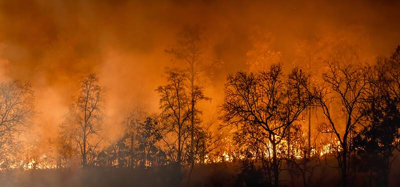 Synergia at COP27 forest fires Foto-Adobe-Stock