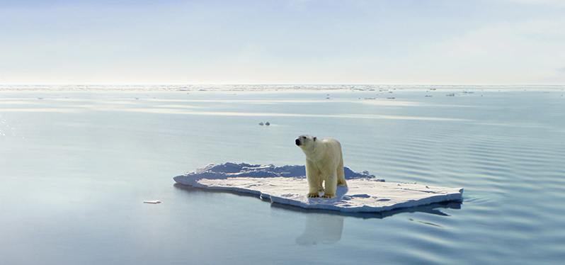importancia de la justicia climática. Oso polar en hielo derritiéndose. Foto: Adobe Stock