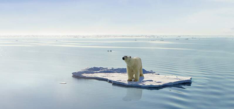 importance of climate justice. Polar bear in melting ice. Photo: Adobe Stock