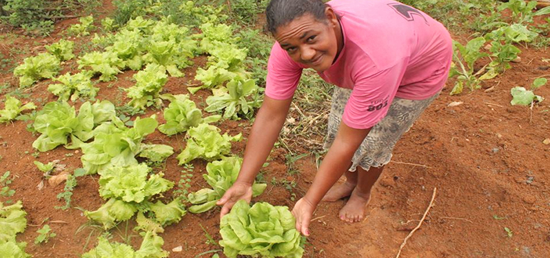 A woman harvests lettuce in a project garden for income generation in Cafundão, Mariana (MG),