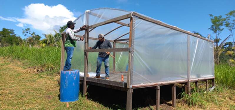 Productores en estructura para la producción de cacao. Foto: Sinergia