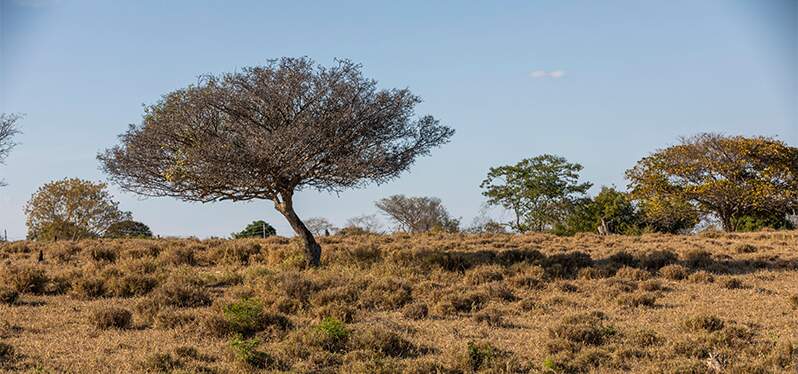 Restaração da Caatinga. Foto-Adobe-Stock