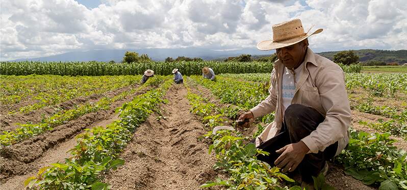 Población de campo. Hombre en una plantación con tres personas al fondo. Foto: Adobe-Stock