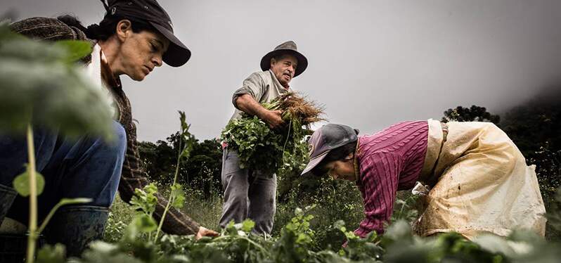 Población de campo. Gente en una plantación. Foto: Marcio-Menasce-Agencia-O-Globo