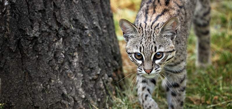 Gato salvaje. Restauración de la Caatinga. Foto-Adobe-Stock