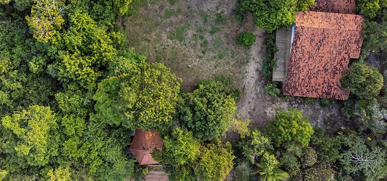 Lei da Mata Altântica para proteção da biodiversidade. Foto: Adobe Stock