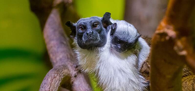 Sagui Saium de Coleira - biodiversidade brasileira. Foto: Adobe Stock