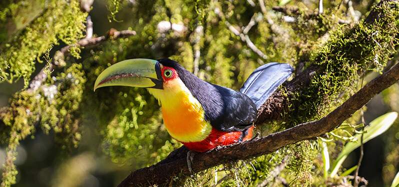 Tucán en el bosque. Biodiversidad brasileña. Foto: Adobe-Stock