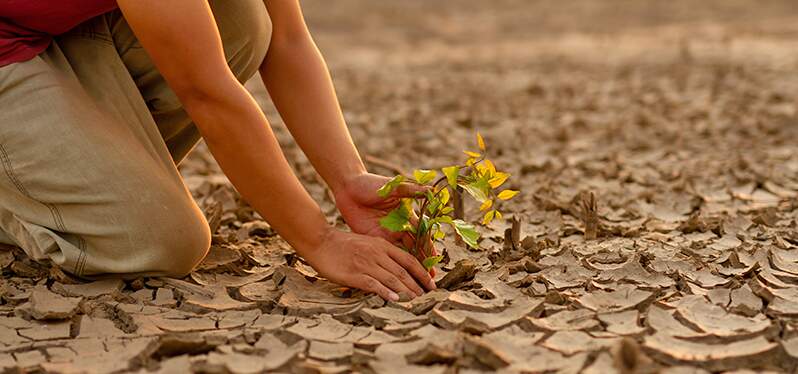 Person farming in the middle of the Caatinga, in the fight against desertification. Photo: Adobe Stock