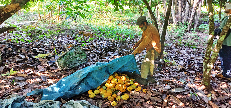 Cosecha de cacao del Proyecto Redes del Medio Xingu