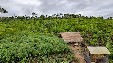 Cadeia produtiva do cacau da Terra do Meio, apoiada pelo Projeto Redes do Médio Xingu, é fonte de renda de famílias ribeirinhas