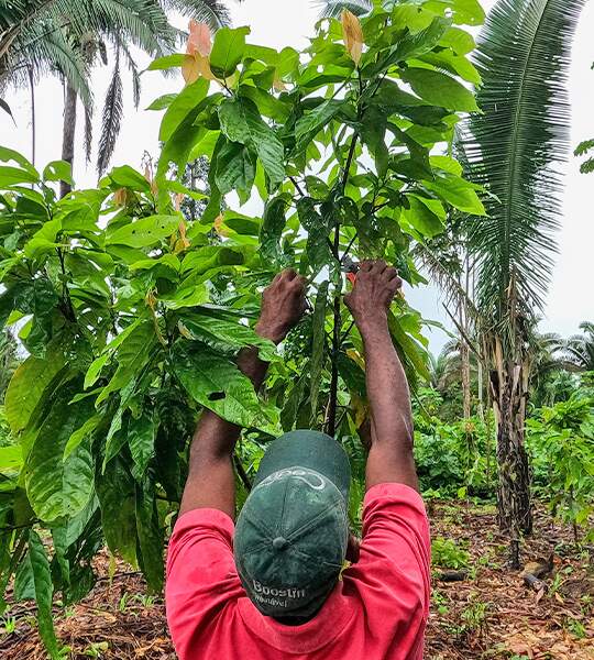 Cadeia produtiva do cacau da Terra do Meio, apoiada pelo Projeto Redes do Médio Xingu, é fonte de renda de famílias ribeirinhas
