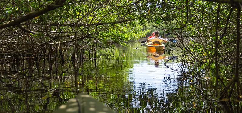 Importance of mangroves - boat in mangroves