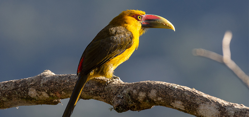 Bird Aracai Banana en un Parque Nacional. Foto: Adobe Stock